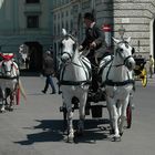 Wien und seine Fiaker 01