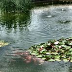 Wien Volksgarten