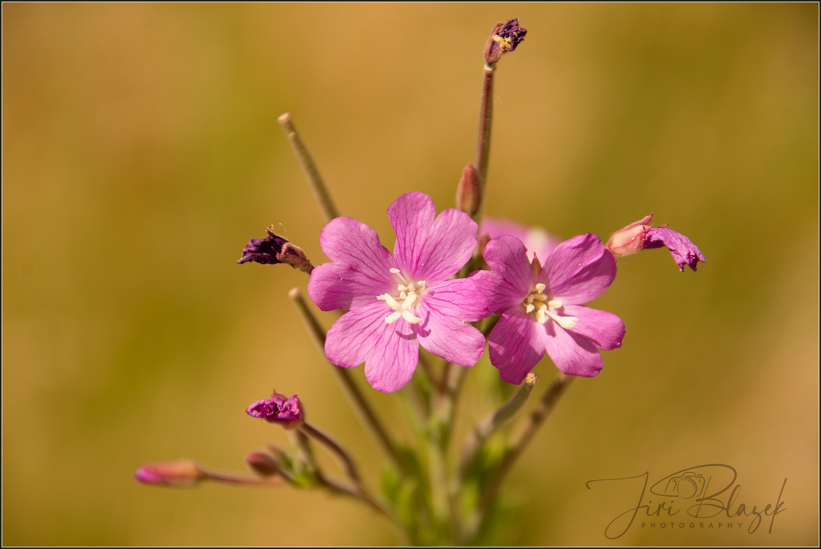 wiener Blumen