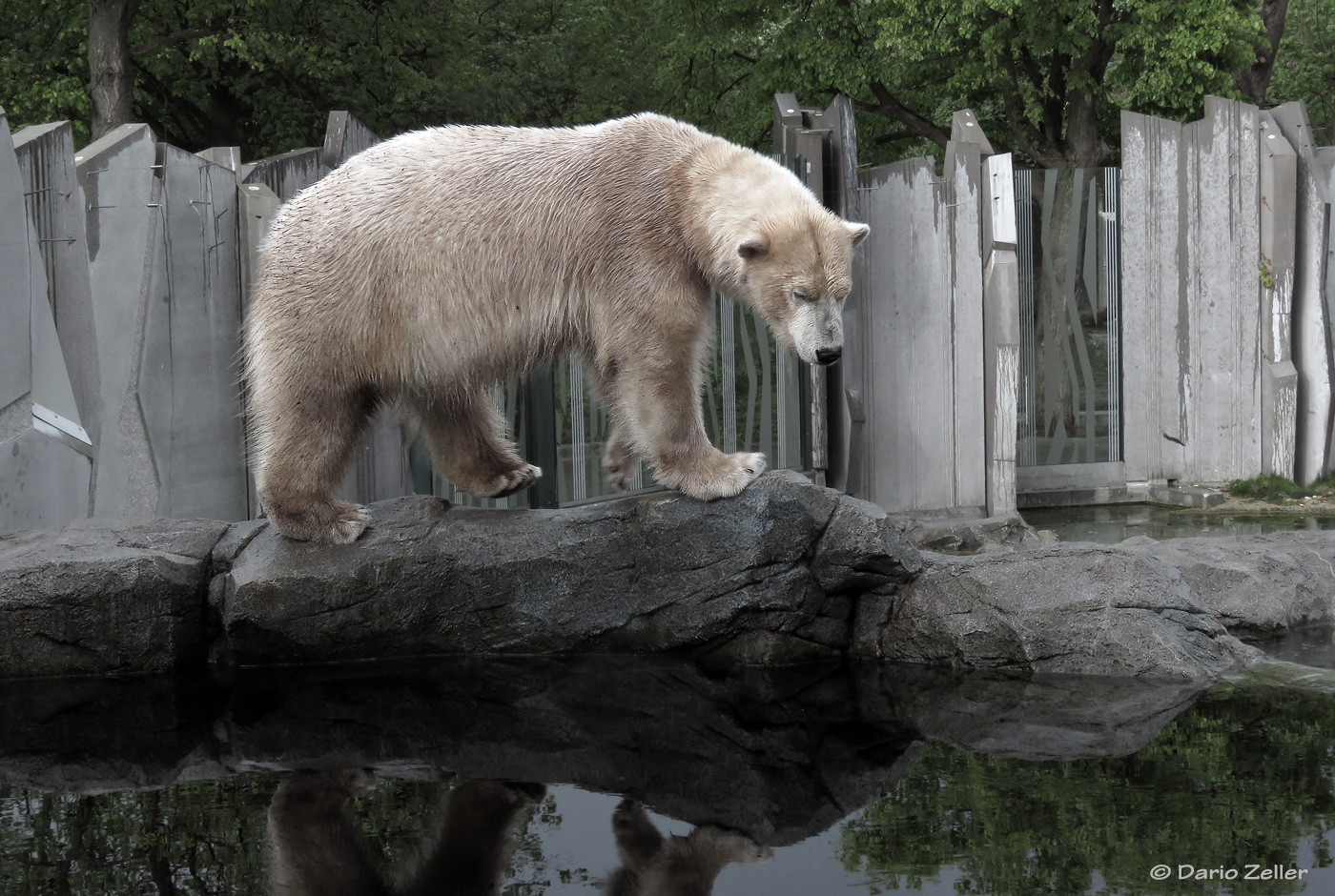 Wiener Eisbär