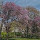 Wiener Frühling