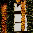 Wiener Herbstfenster