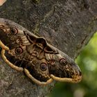 Wiener Nachtpfauenauge in meinem Garten