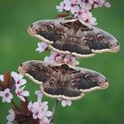  Wiener Nachtpfauenauge (Saturnia pyri) 