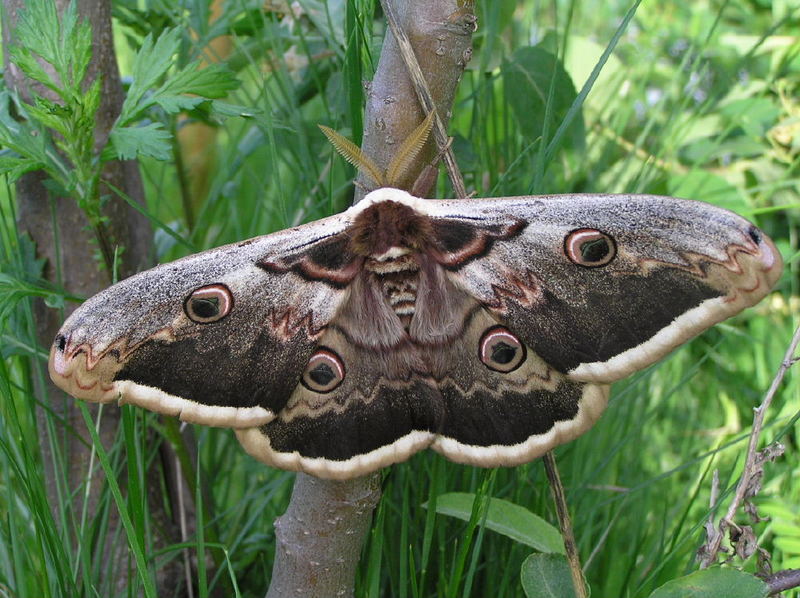 Wiener Nachtpfauenauge (Saturnia pyri)