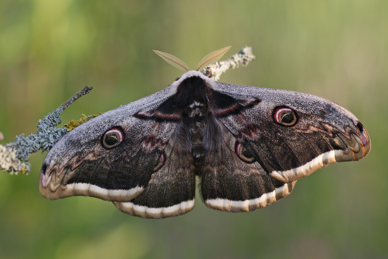 Wiener Nachtpfauenauge (Saturnia pyri), Männchen