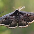 Wiener Nachtpfauenauge (Saturnia pyri), Männchen