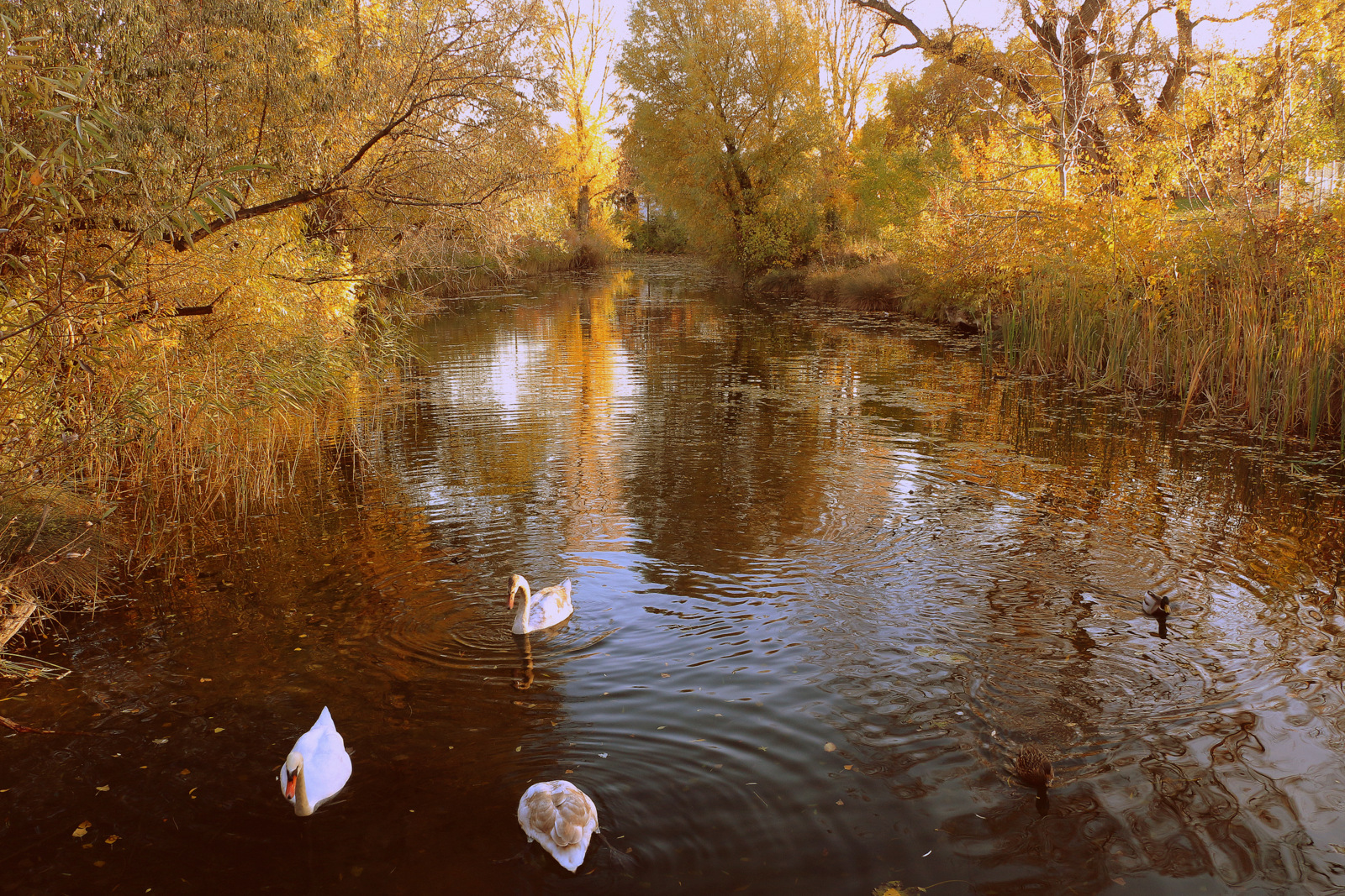 Wiener Spaziergänge   /   Herbstliches Kaiserwasser