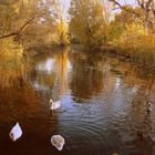 Wiener Spaziergänge   /   Herbstliches Kaiserwasser