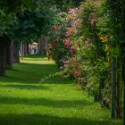 Wiener Volksgarten