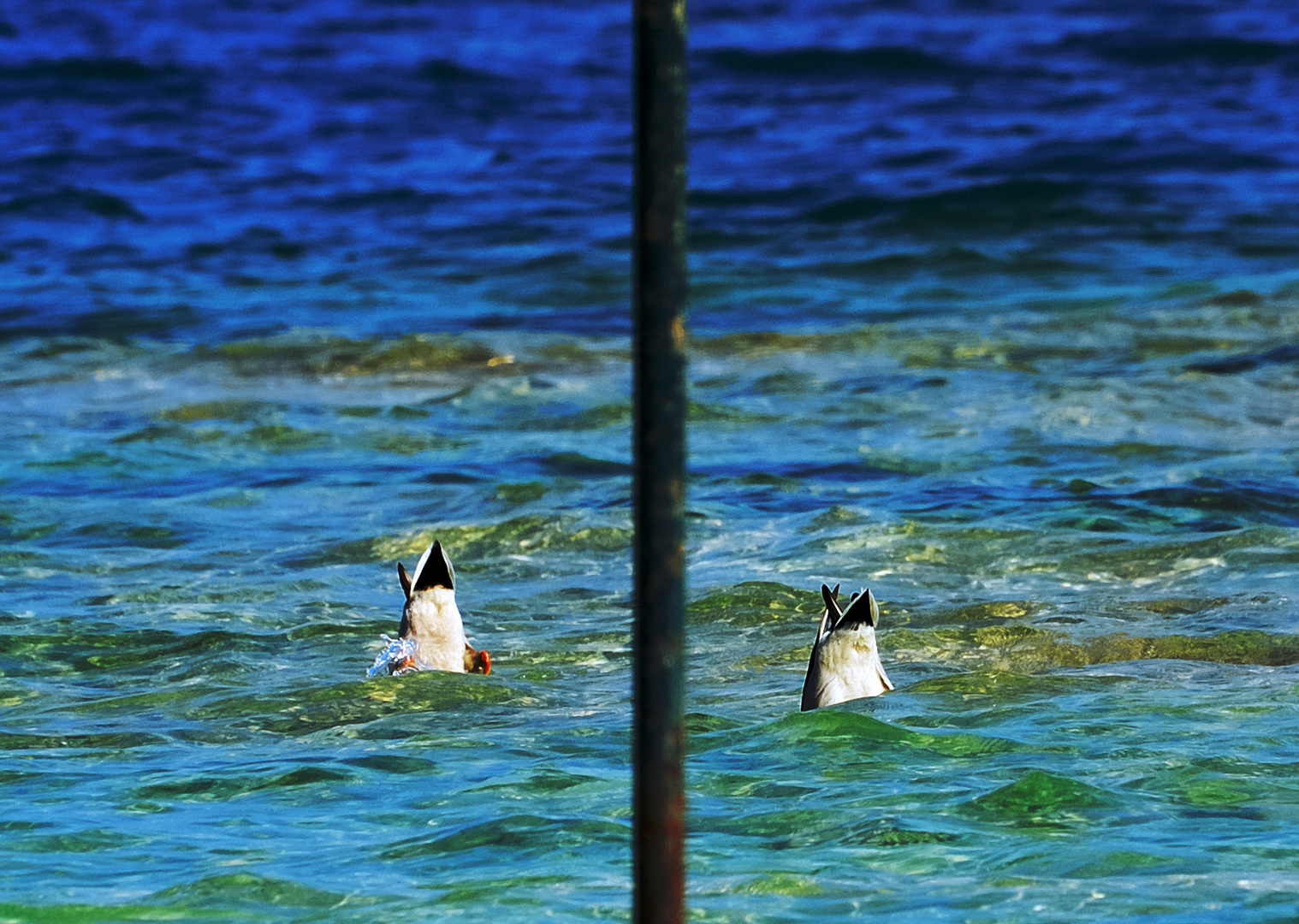 Wiener Walzer - Synchronschwimmen