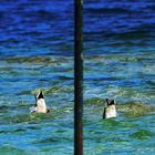 Wiener Walzer - Synchronschwimmen