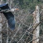 Wiener Wildnis - Nestbau-Saison