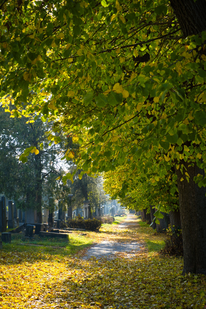 Wiener Zentralfriedhof, jüdischer Teil