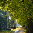 Wiener Zentralfriedhof, jüdischer Teil