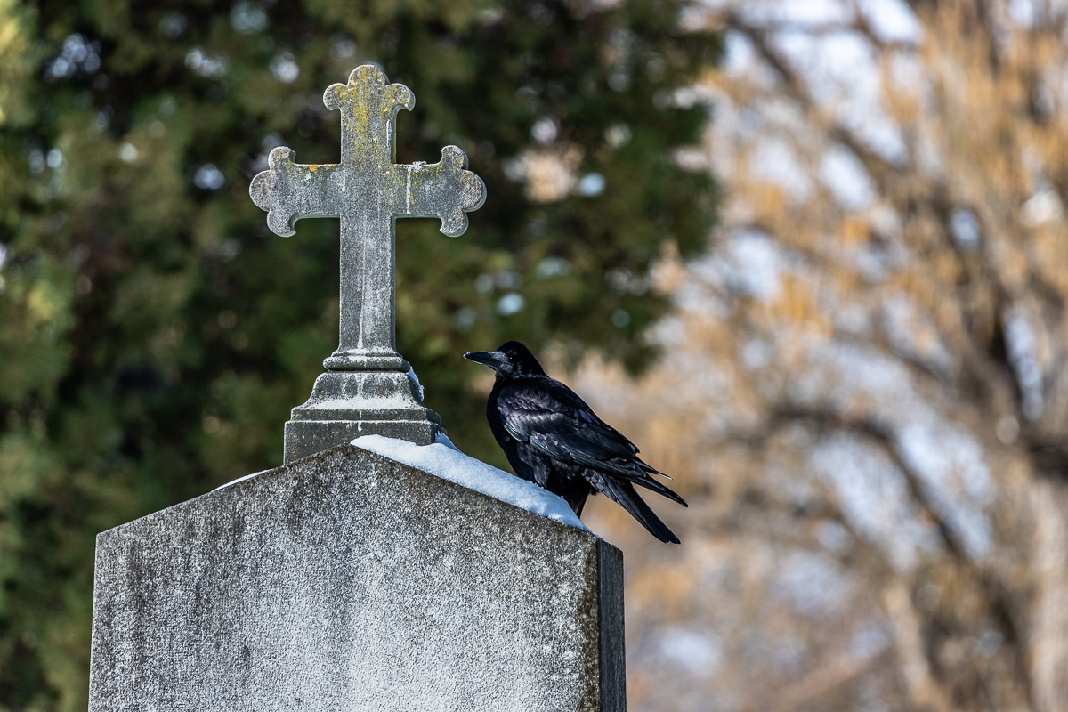 WIENER ZENTRALFRIEDHOF - WINTERLANDSCHAFT