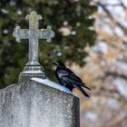 WIENER ZENTRALFRIEDHOF - WINTERLANDSCHAFT