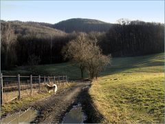 Wienerwald