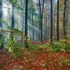 Wienerwald im Herbst