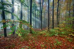 Wienerwald im Herbst