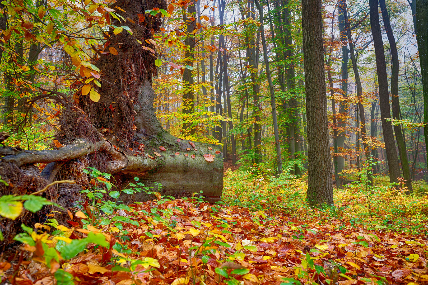 Wienerwald im Herbst