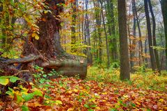 Wienerwald im Herbst