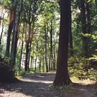 WienerWald im Sommer