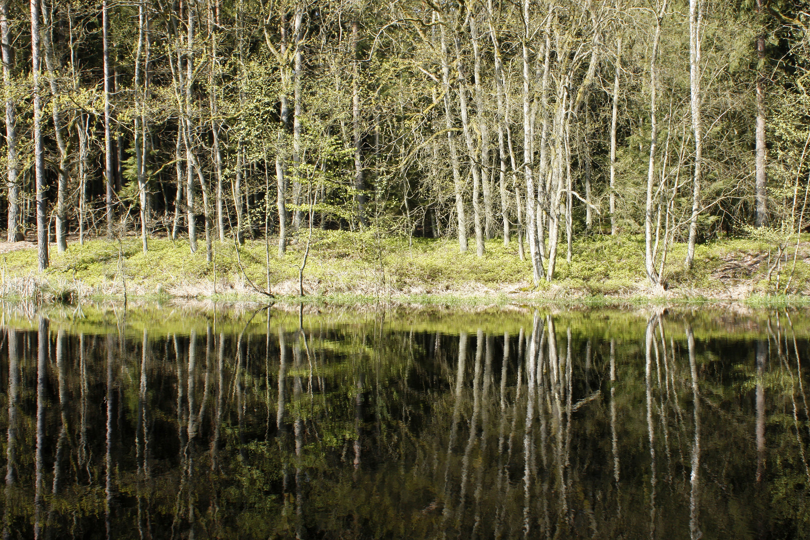 Wienpitschsee-Müritz Nationalpark