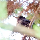 wier beide hangen im Baum