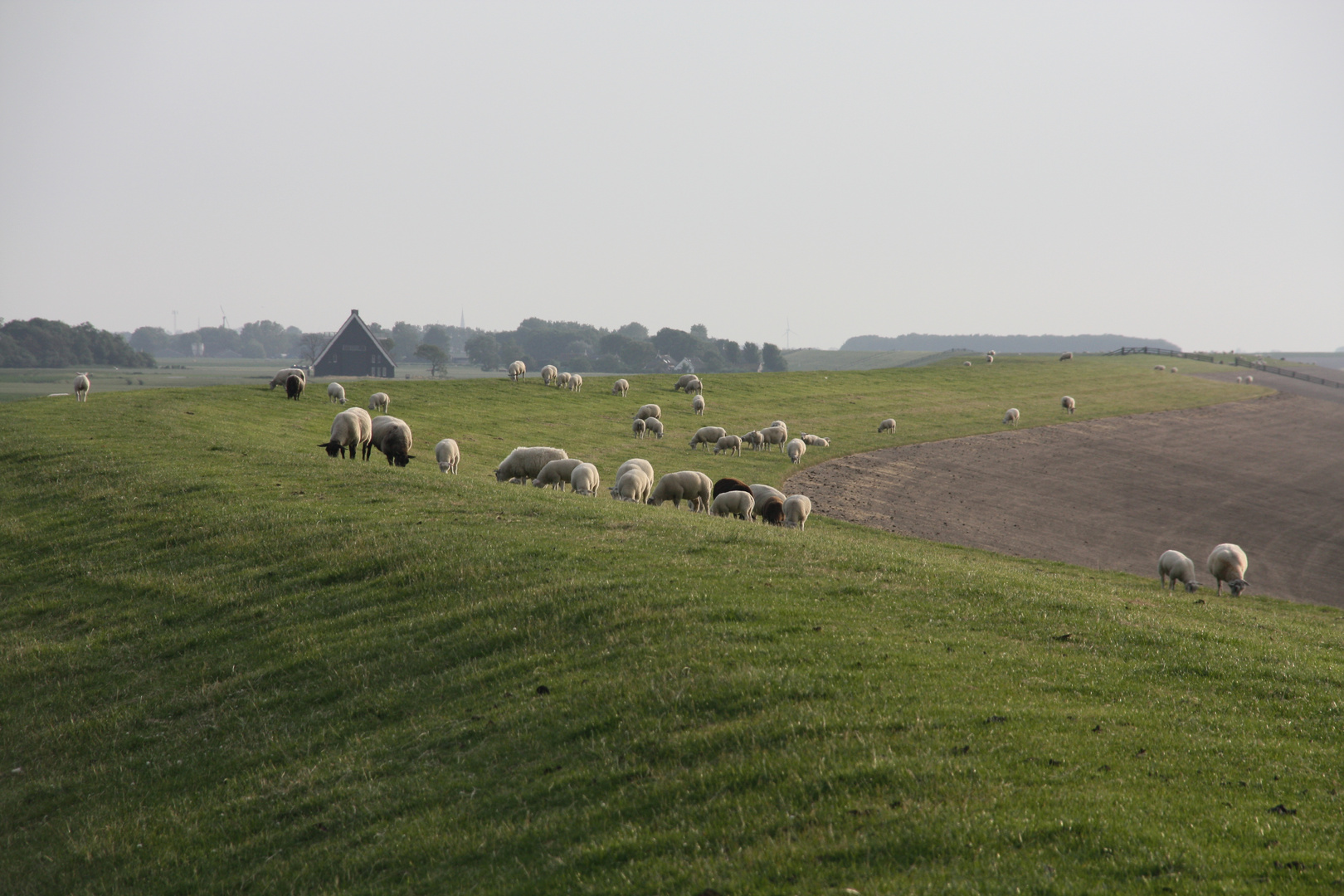 Wierum in Noordholland