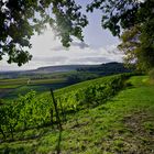 Wiesbadener Weinberge