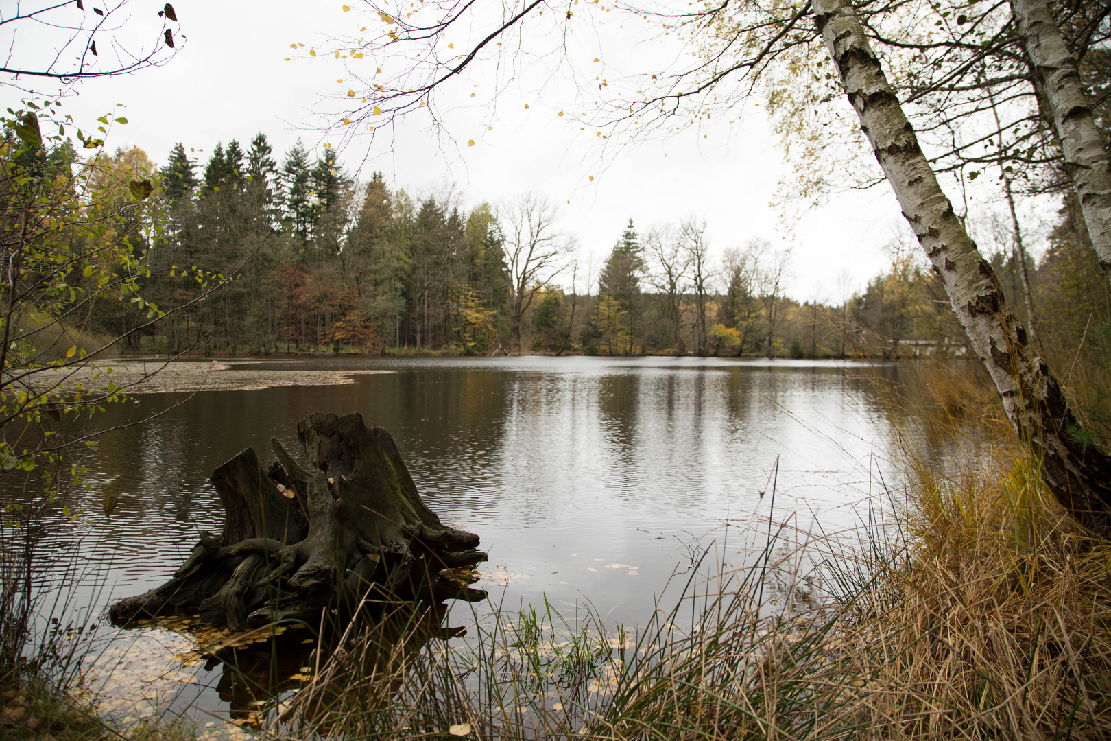 Wiesbüttsee