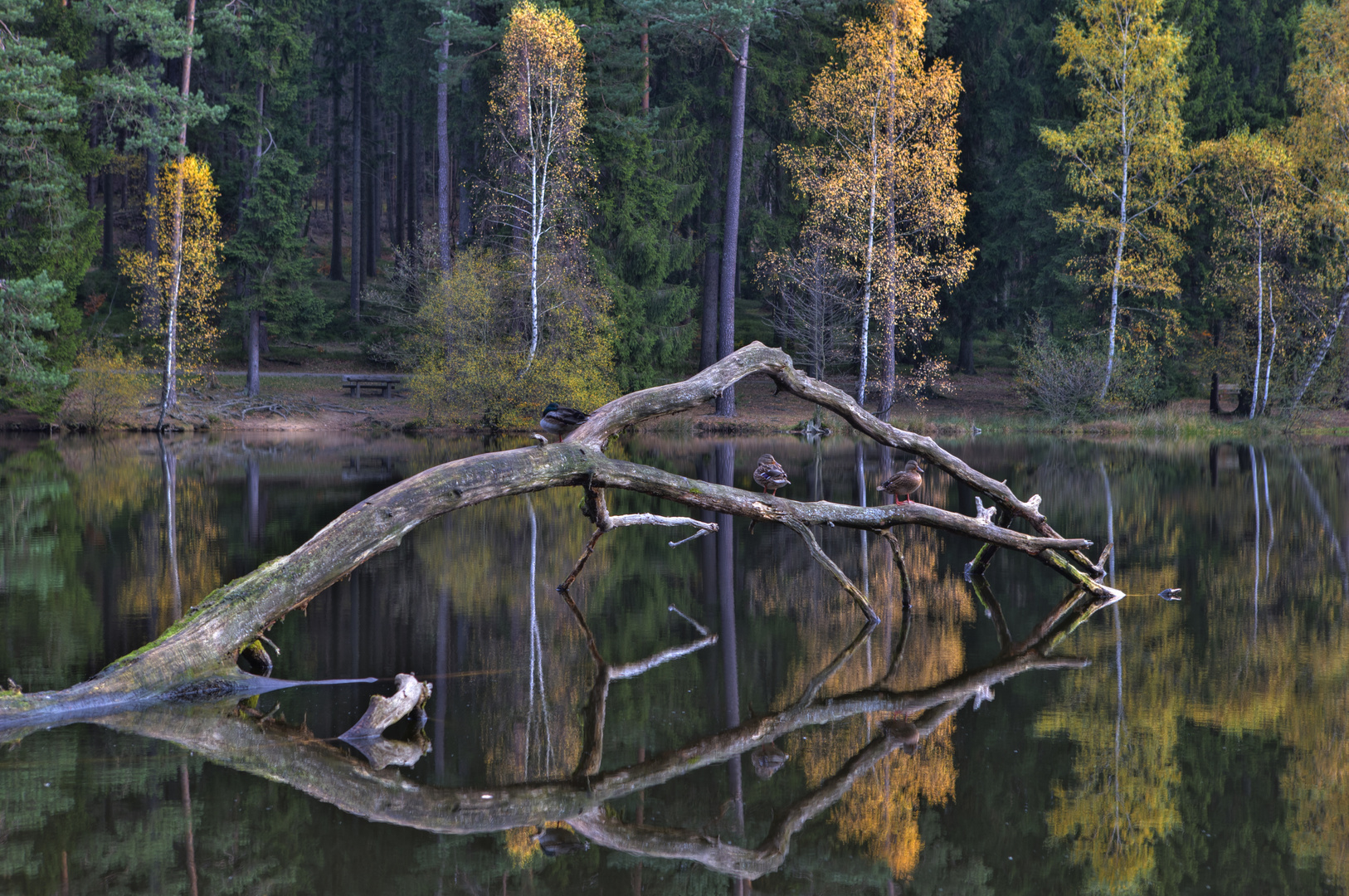 Wiesbüttsee