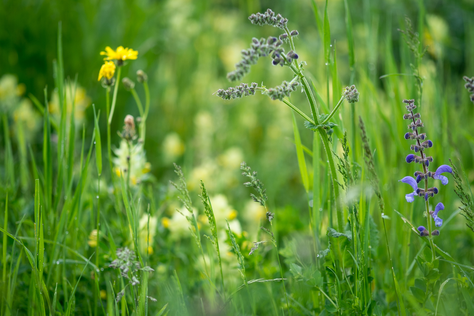 wiese #03 Foto & Bild | jahreszeiten, frühling, natur Bilder auf fotocommunity