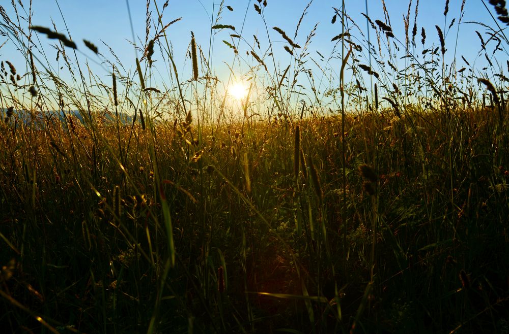 Wiese 1 von Tim Fichtler 