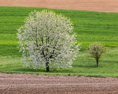 Wiese-20190422-28504