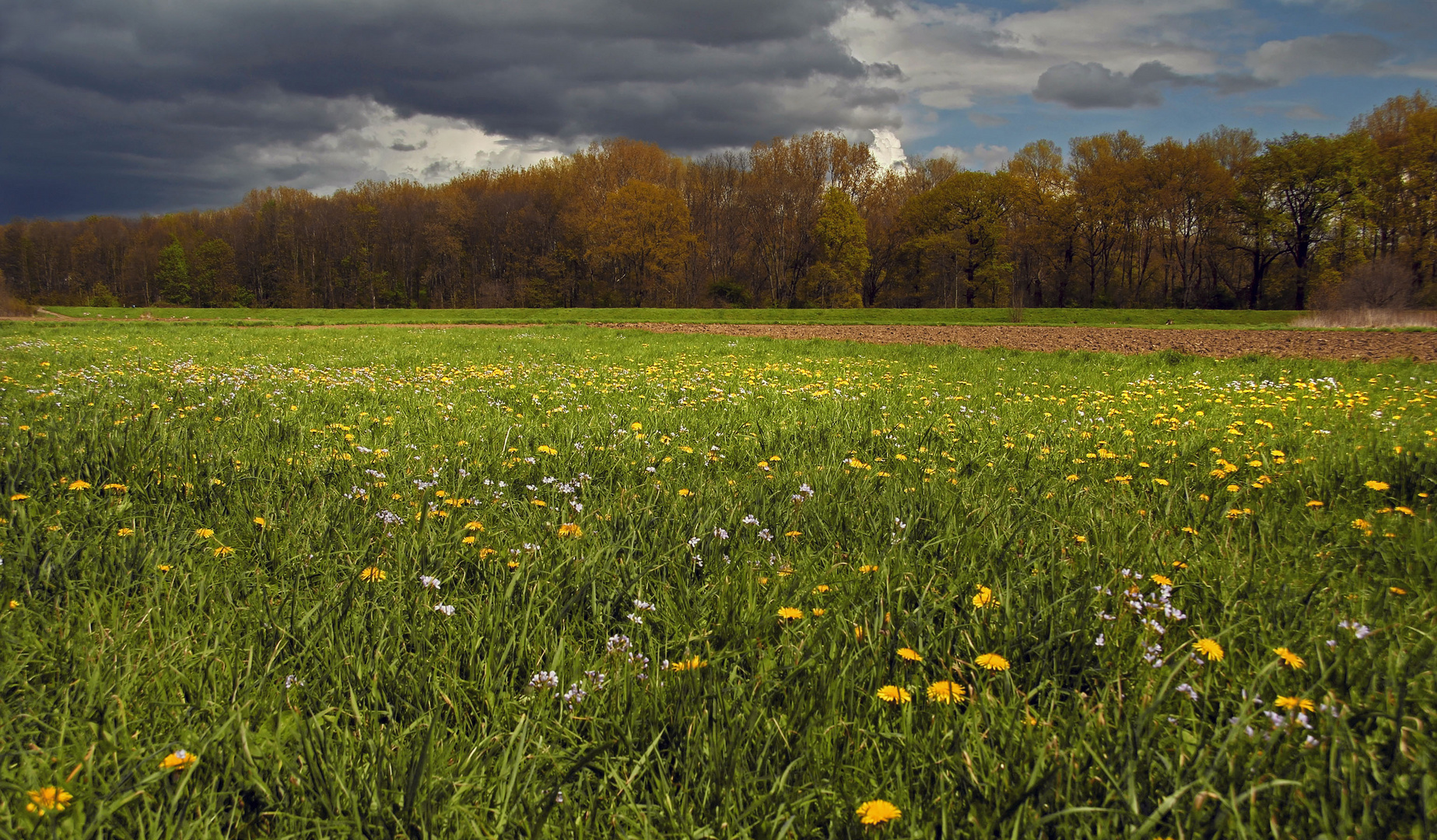 Wiese Foto &amp; Bild | landschaft, himmel, Äcker, felder &amp; wiesen Bilder ...