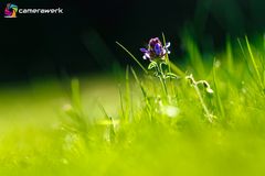 Wiese