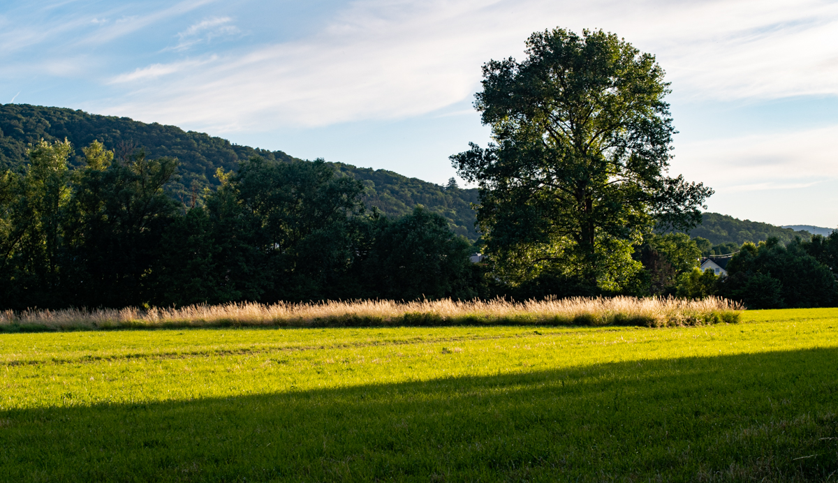 Wiese am Abend 0755