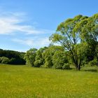 Wiese am Betzelbach