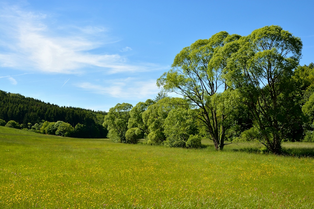 Wiese am Betzelbach