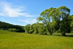 Wiese am Betzelbach