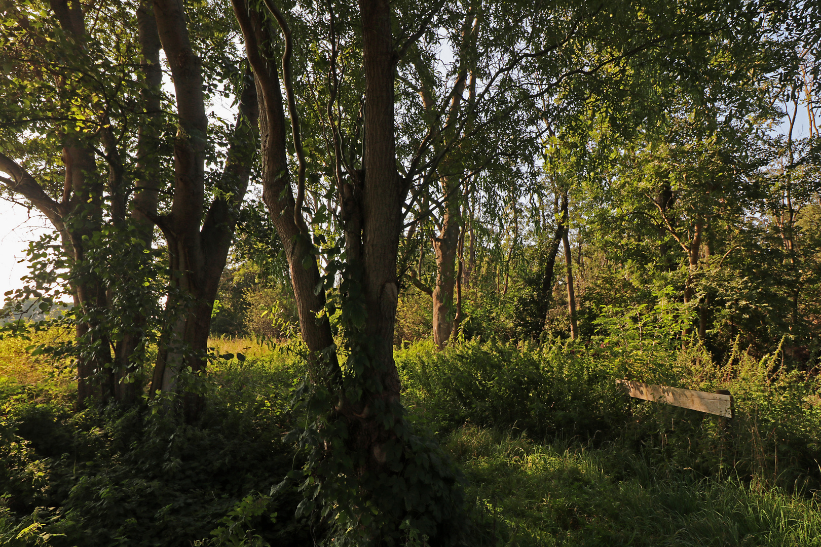 Wiese am Eckernberg