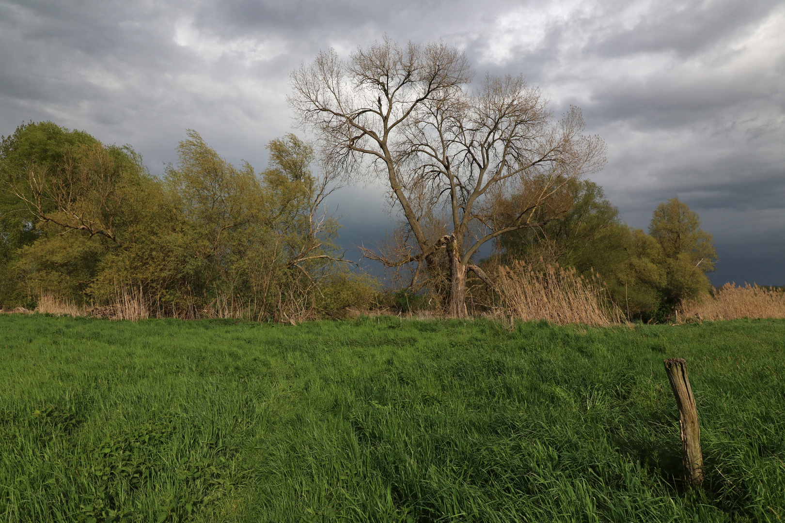 Wiese am Fluss