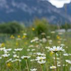 Wiese am Forggensee