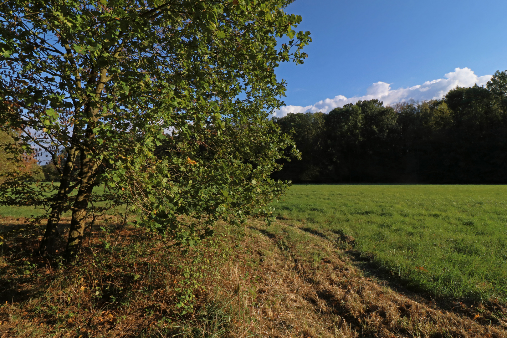 Wiese am Gehölz