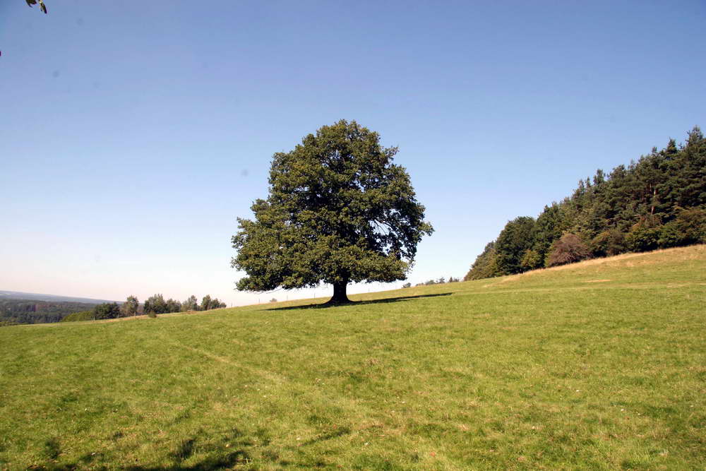 Wiese am Hesselberg