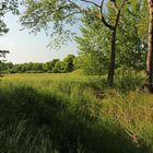 Wiese am Kanal