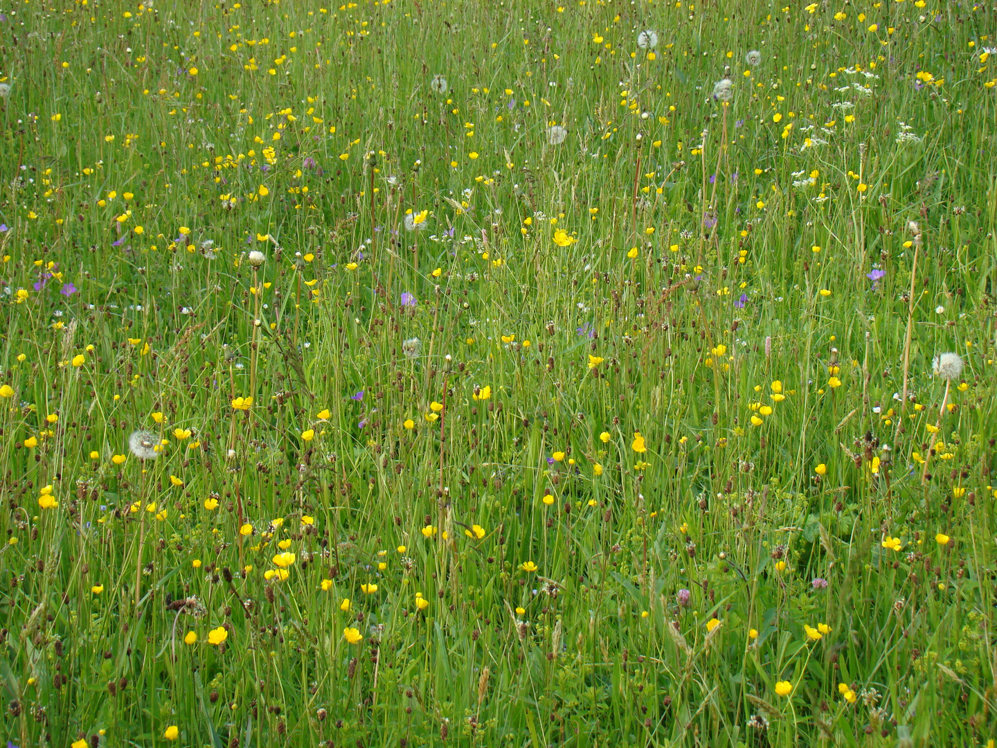 Wiese am Kreuzberg