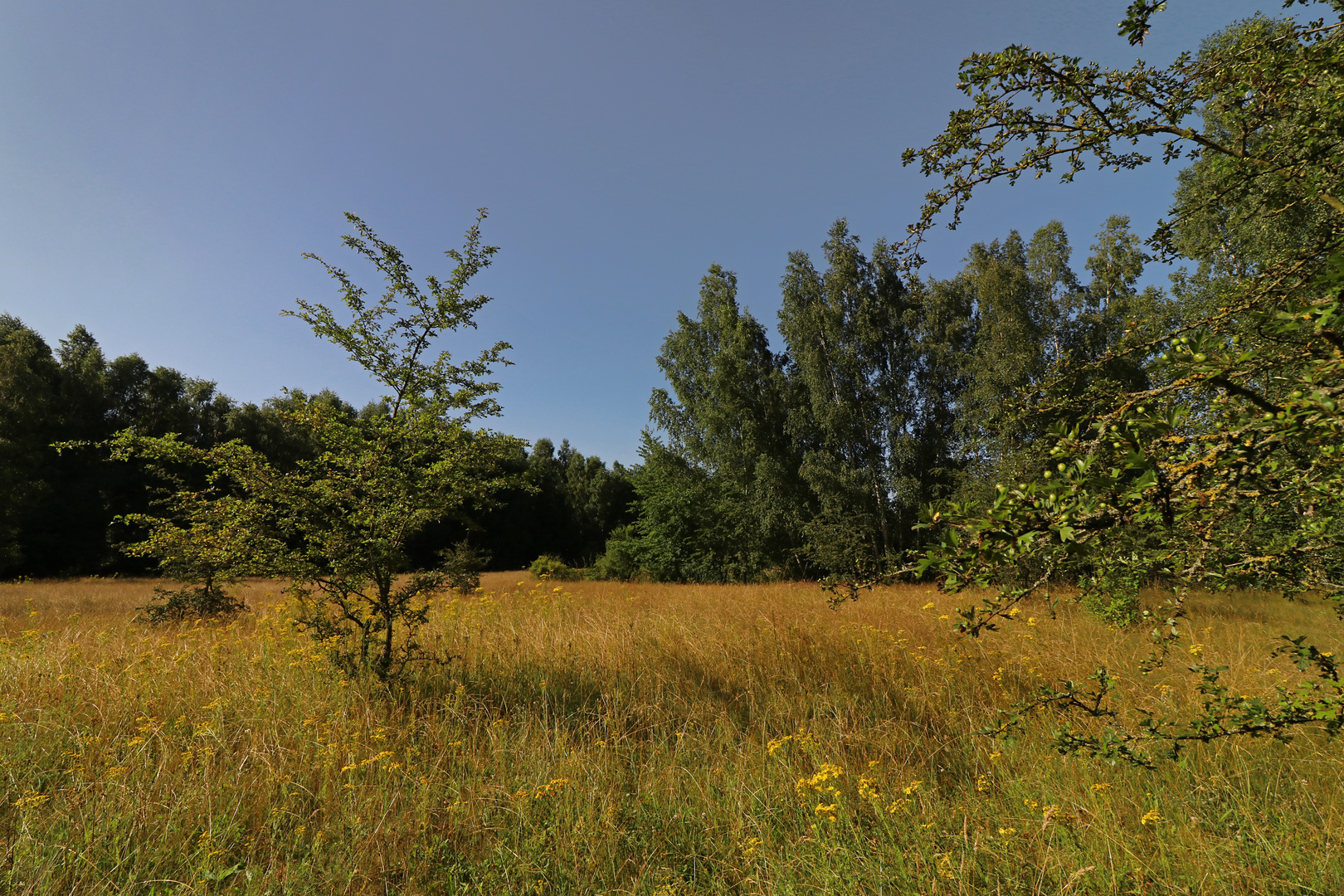 Wiese am Staatberg